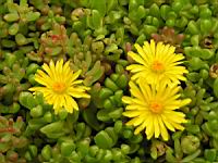 Delosperma Nubigenum (fam Aizoacees) (Afrique du sud) (02) (Photo F. Mrugala)
